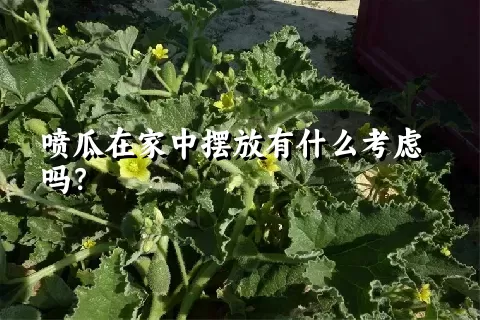 喷瓜在家中摆放有什么考虑吗？