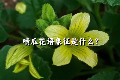 喷瓜花语象征是什么？