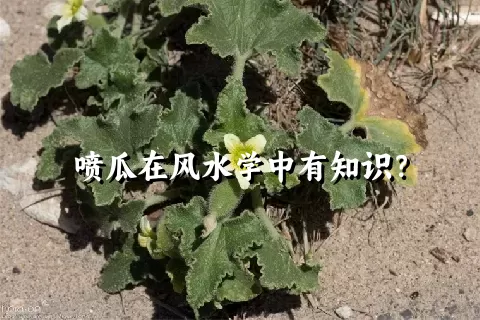 喷瓜在风水学中有知识？