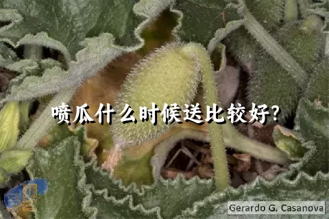 喷瓜什么时候送比较好？