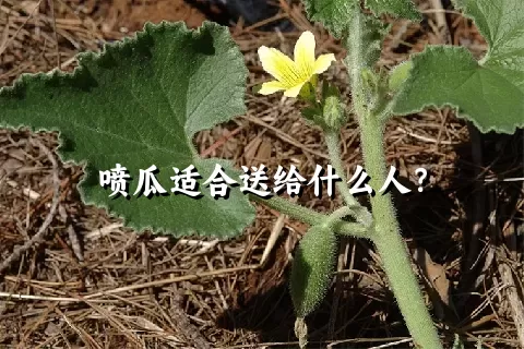 喷瓜适合送给什么人？