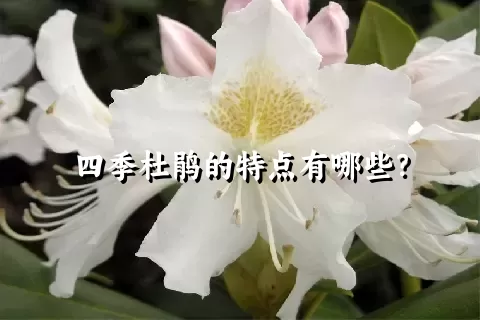 四季杜鹃的特点有哪些？