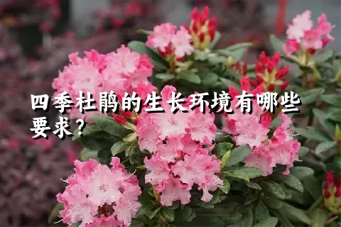 四季杜鹃的生长环境有哪些要求？