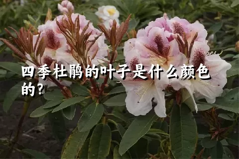 四季杜鹃的叶子是什么颜色的？