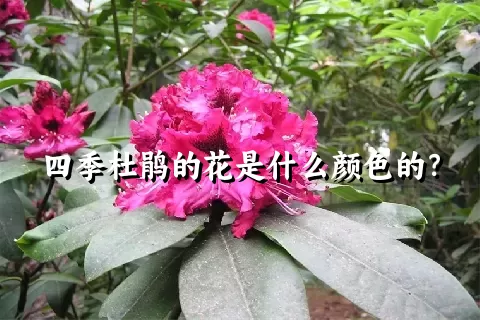四季杜鹃的花是什么颜色的？