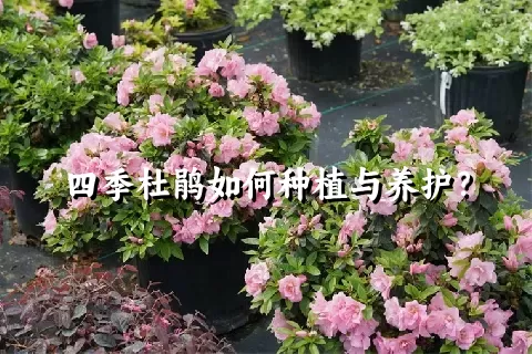 四季杜鹃如何种植与养护？