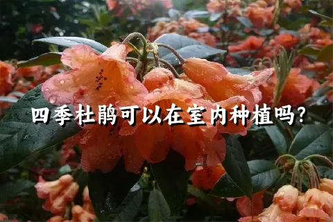 四季杜鹃可以在室内种植吗？