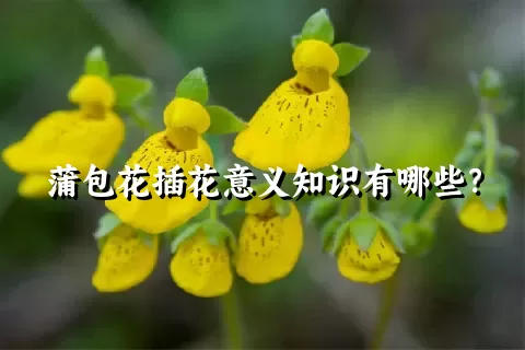 蒲包花插花意义知识有哪些？