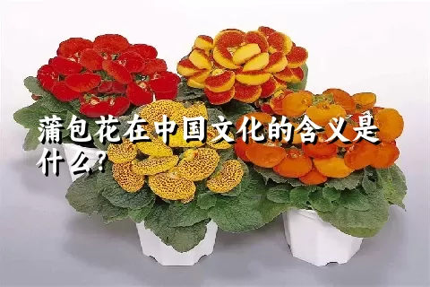 蒲包花在中国文化的含义是什么？