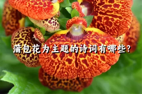 蒲包花为主题的诗词有哪些？