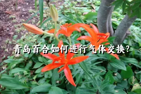青岛百合如何进行气体交换？