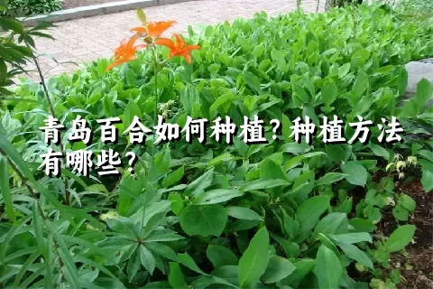 青岛百合如何种植？种植方法有哪些？