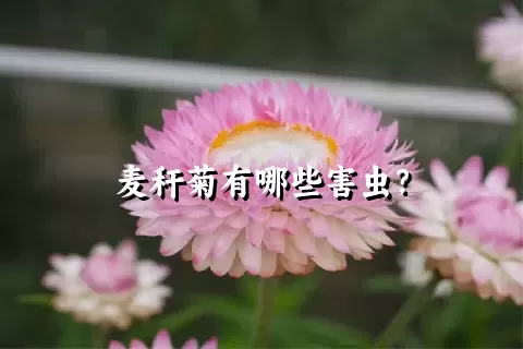 麦秆菊有哪些害虫？