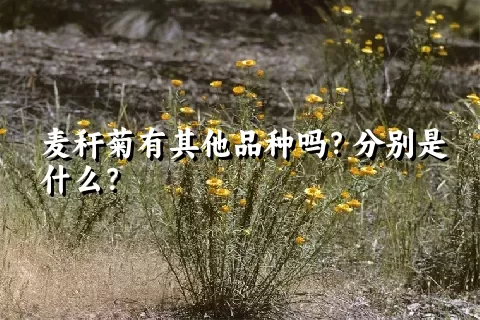 麦秆菊有其他品种吗？分别是什么？