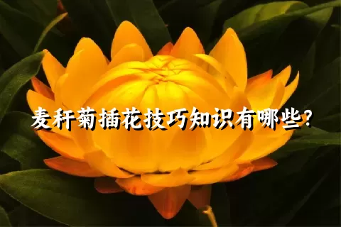 麦秆菊插花技巧知识有哪些？
