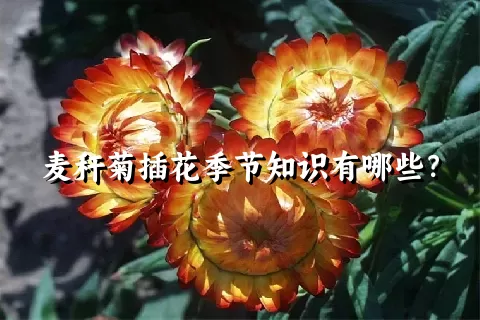 麦秆菊插花季节知识有哪些？