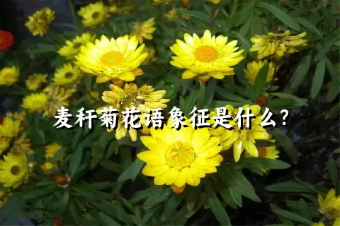 麦秆菊花语象征是什么？