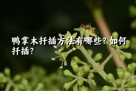 鸭掌木扦插方法有哪些？如何扦插？