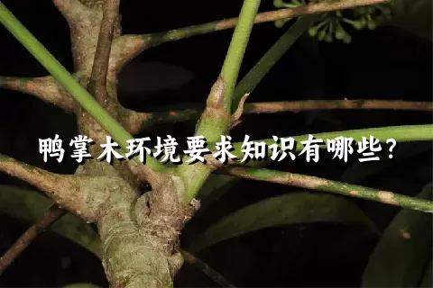 鸭掌木环境要求知识有哪些？