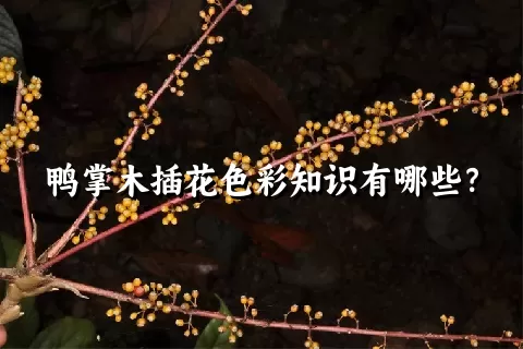 鸭掌木插花色彩知识有哪些？