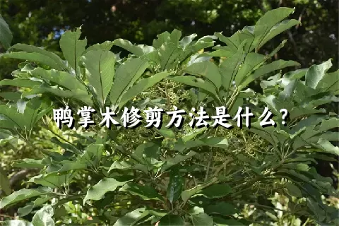 鸭掌木修剪方法是什么？
