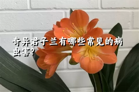 奇异君子兰有哪些常见的病虫害？