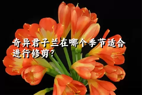 奇异君子兰在哪个季节适合进行修剪？