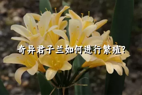 奇异君子兰如何进行繁殖？