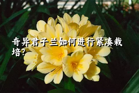 奇异君子兰如何进行紧凑栽培？