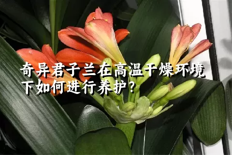 奇异君子兰在高温干燥环境下如何进行养护？
