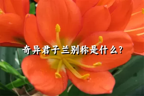 奇异君子兰别称是什么？