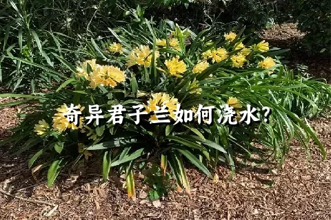 奇异君子兰如何浇水？