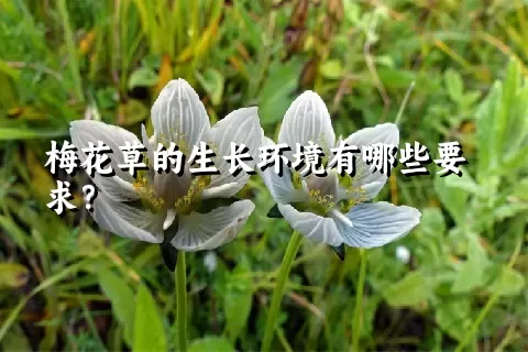 梅花草的生长环境有哪些要求？