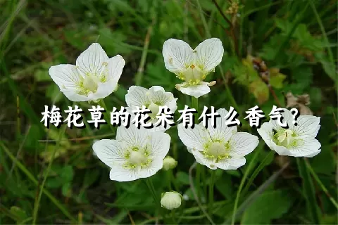 梅花草的花朵有什么香气？