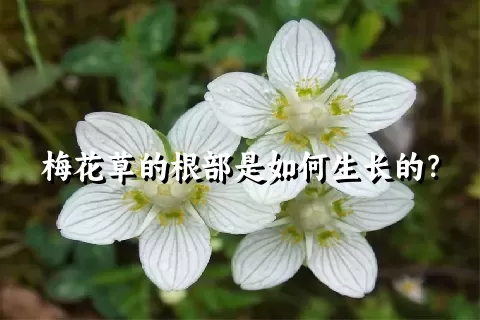 梅花草的根部是如何生长的？