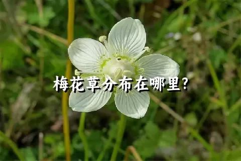 梅花草分布在哪里?