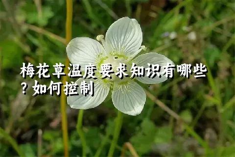 梅花草温度要求知识有哪些？如何控制