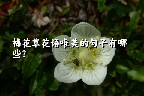 梅花草花语唯美的句子有哪些？