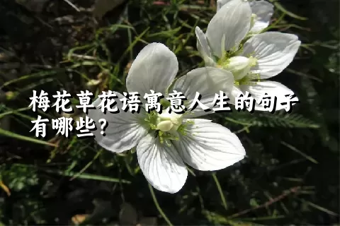 梅花草花语寓意人生的句子有哪些？