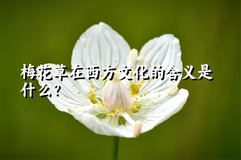 梅花草在西方文化的含义是什么？