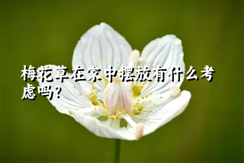 梅花草在家中摆放有什么考虑吗？