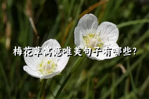 梅花草寓意唯美句子有哪些？