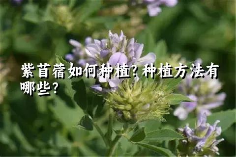 紫苜蓿如何种植？种植方法有哪些？
