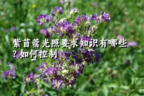 紫苜蓿光照要求知识有哪些？如何控制