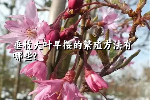 垂枝大叶早樱的繁殖方法有哪些?