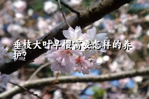 垂枝大叶早樱需要怎样的养护?