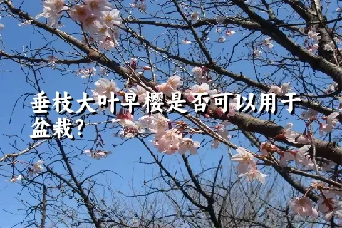 垂枝大叶早樱是否可以用于盆栽?