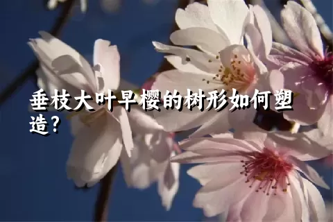 垂枝大叶早樱的树形如何塑造?