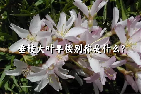垂枝大叶早樱别称是什么？