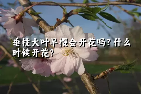 垂枝大叶早樱会开花吗？什么时候开花？